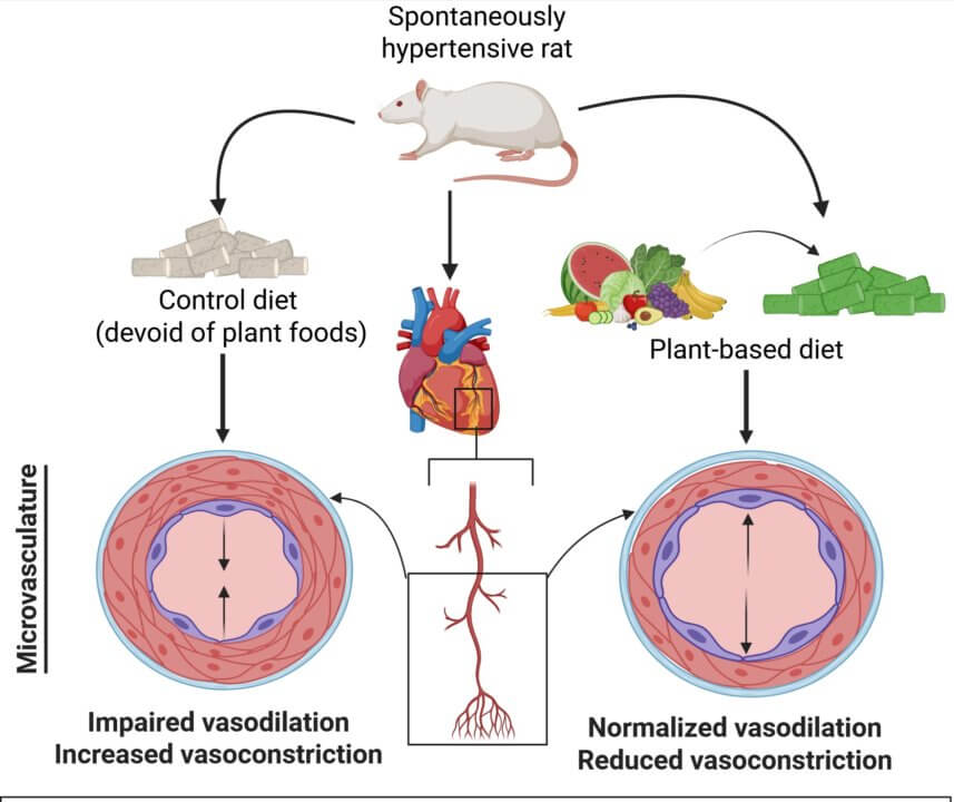 Illustration of how plant-based diet prevents Coronary Microvascular Dysfunction (CMD)