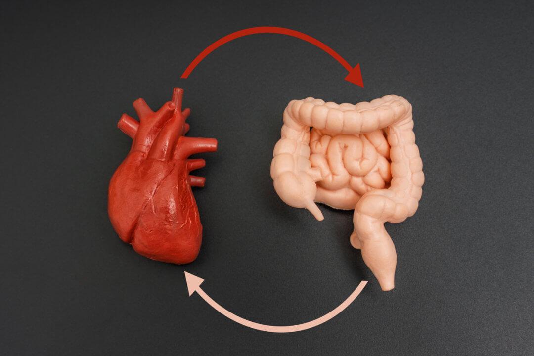 Anatomical heart and intestine models with circular arrows isolated on dark background, illustrating their relationship. Educational and medical presentations concept.