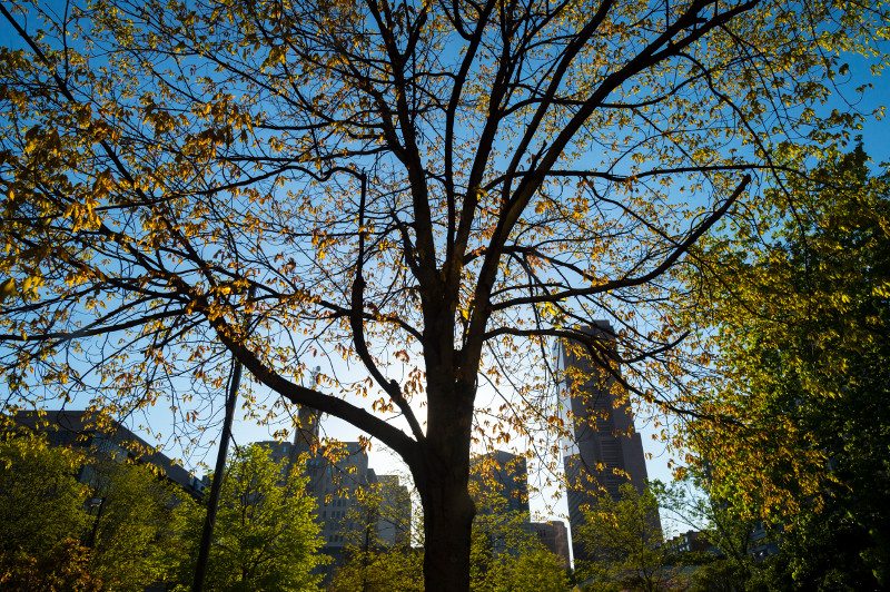 Trees in downtown Atlanta