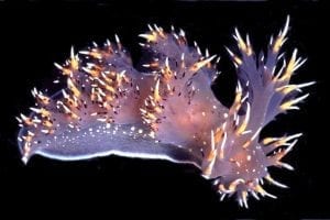 Georgia State University Neuroscientists Rewire Brain Of One Species To Have Connectivity Of Another