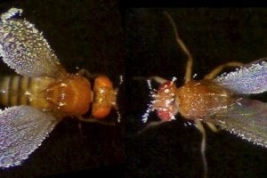 Researchers Use Fruit Flies To Understand How Body Responds To Harmful, Cold Stimuli