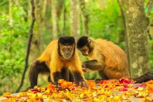 Oxytocin Linked To Social Bonding In Gregarious Capuchin Monkeys
