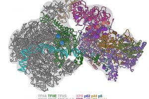 Chemistry Researcher Creates Model To Map Mutations That Cause Genetic Diseases