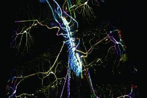 A Rainbow of Nervous Impulses