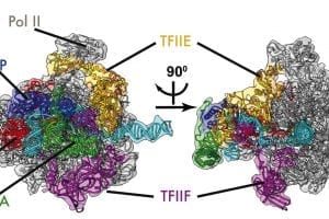Chemistry Researchers Unveil New, Detailed Images of Initial Stages of DNA Transcription