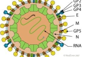 Researchers Discover New Traits of Possible Emerging Virus