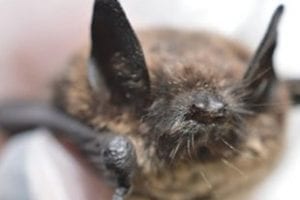 Biologists Lose Ground in Race to Save Bats