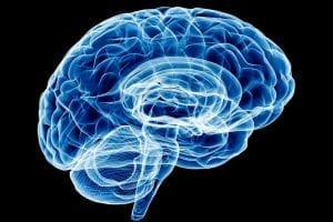 Study Reveals Protein Longevity In The Brain Controls Flexible Learning