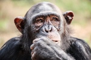 Chimpanzee Self-Control Is Related To Intelligence, Georgia State Study Finds