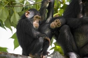 Genetics and Brain Regions Linked to Sex Differences in Anxiety-Related Behavior in Chimpanzees