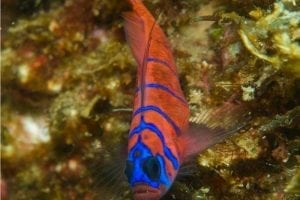 Male Sexual Behavior Linked To Elevated Male Sex Hormone Receptors In Muscles Of Sex-Changing Fish