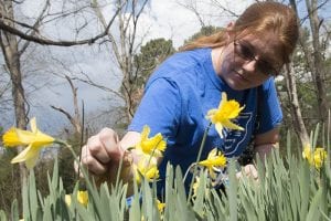 Daffodil Festival Set for March 12-13 at Newton Campus