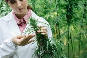 School Of Public Health Study Finds Use Of Marijuana Increases Risk Of Metabolic Syndrome