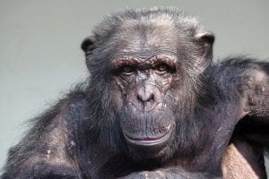 Researchers Find Markers Of Alzheimer’s Disease In Aged Chimpanzee Brains