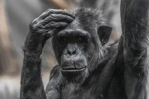 Chimpanzee Personality Traits Are Linked To Brain Structure