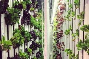 Georgia State Gets Southface's Fulcrum Award For Hydroponic Farm