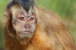 Humans, Unlike Monkeys, Turn Competitive Situation Into Cooperative One