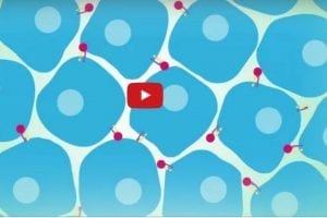 New Class of Protein Could Treat Cancer and Other Diseases, Georgia State Researchers Find