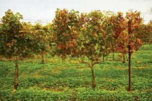 The New Napa