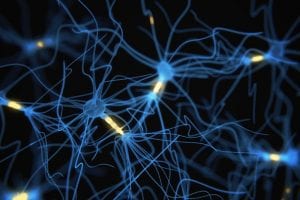 Structure of Brain Networks Is Not Fixed, Study Finds