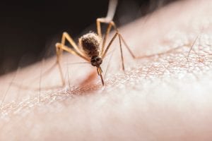 Georgia State Researchers Discover Novel Antiviral Shuts Down Replication Of Zika Virus Inside Human Cells