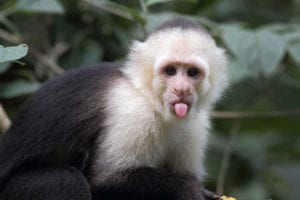 Monkeys Outperform Humans When It Comes To Cognitive Flexibility, Georgia State Study Finds