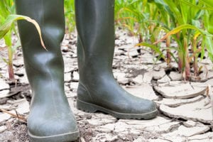 Georgia State University Joins Project To Address Statewide Climate Impacts