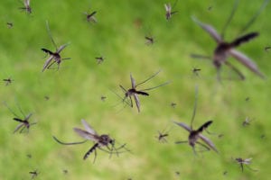 Critical Protein That Could Unlock West Nile/Zika Virus Treatments Identified by Researchers