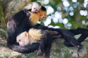 Research Finds Male And Female Capuchin Monkeys Show Visible Differences In Brain Structures