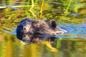 Geosciences Researchers Study Whether Beaver Dams Can Improve Urban Streams And Wetlands