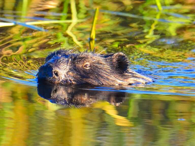 Geosciences Researchers Study Whether Beaver Dams Can Improve Urban ...