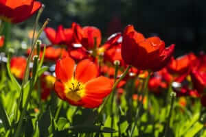 Flower Power