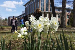Perimeter College Celebrates Annual Daffodil Festival Feb. 22-23