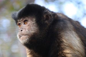 Study Finds That Monkeys, Like People, Can 'Choke Under Pressure'