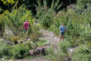 Great Georgia Pollinator Census At Native Plant Botanical Garden