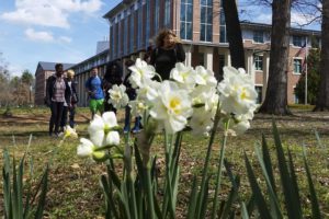 Annual Daffodil Festival Highlights Mental Health and Resiliency for All