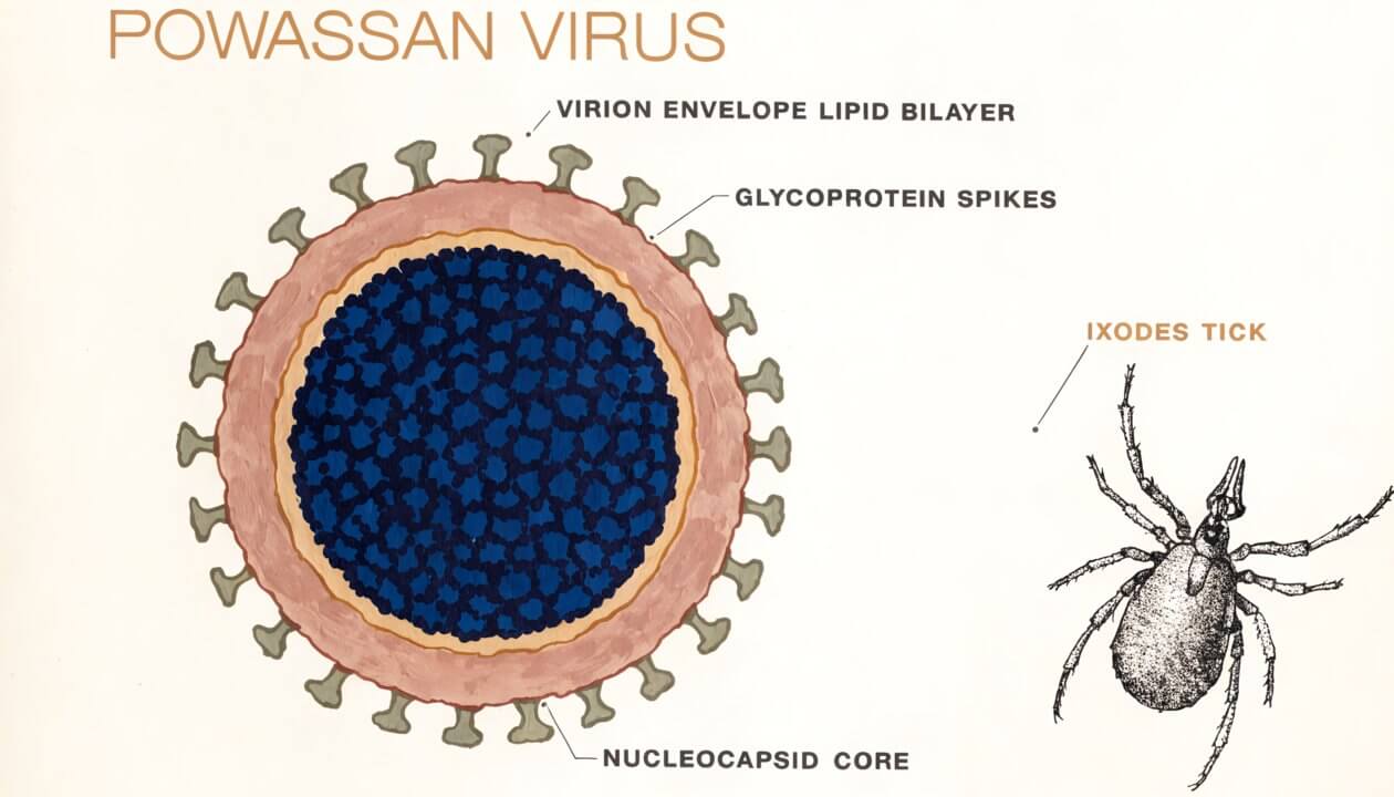 Graphic about Powassan virus
