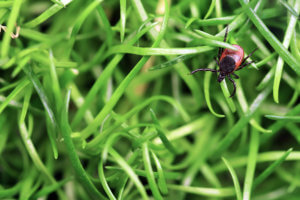 Georgia State Research Advances Understanding of Tick-Borne Powassan Virus