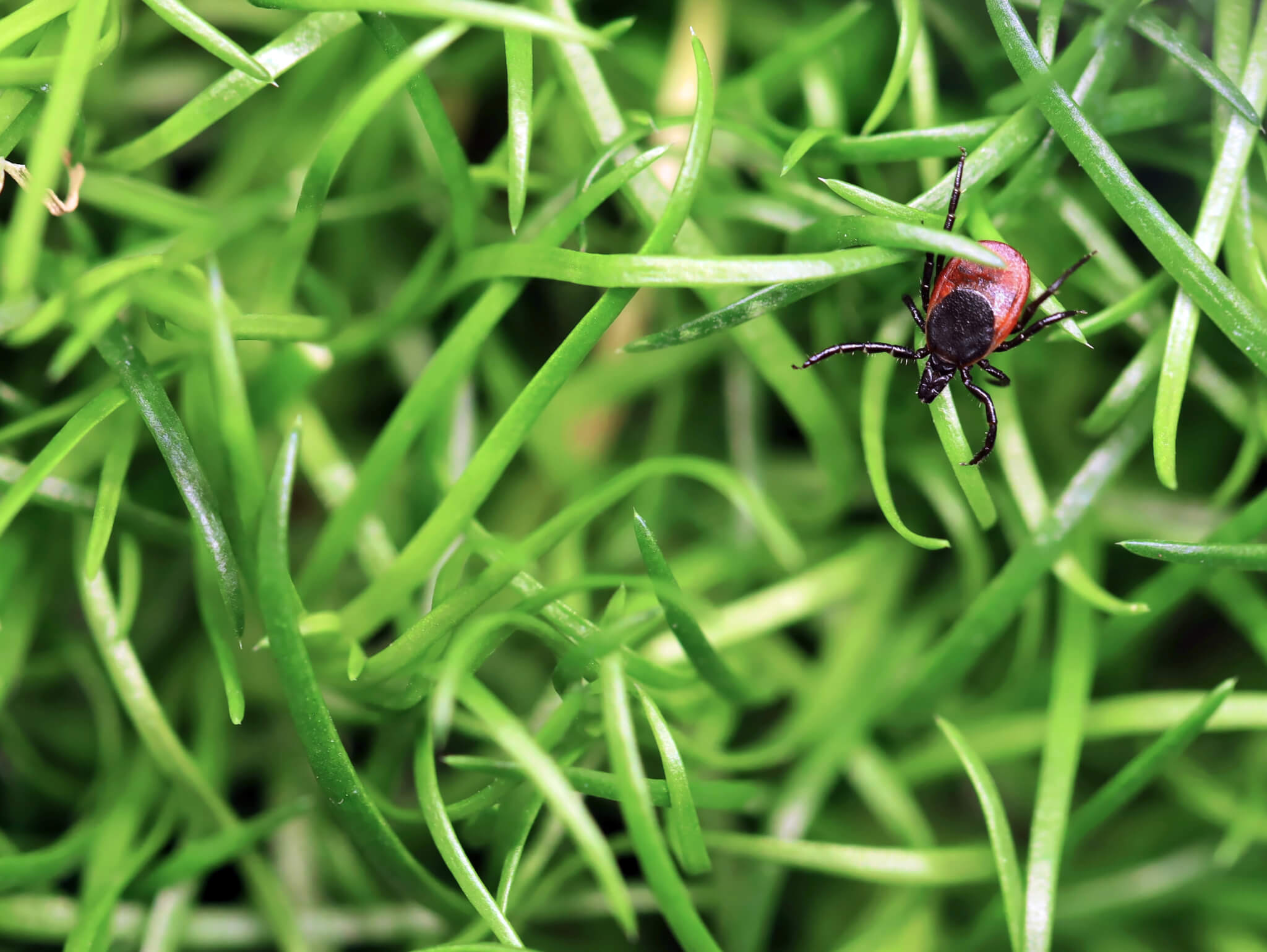 Photo of tick in grass