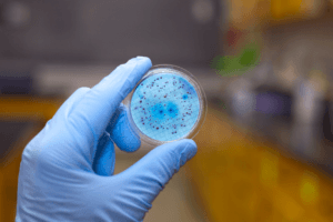 Georgia State Biologist Awarded $2.17 Million Grant to Study Viruses That Kill Bacteria