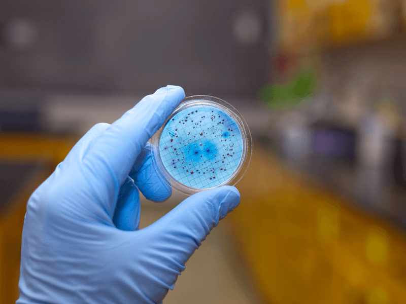 A gloved hand holds a petri dish showing blue circular cleared areas caused by bacteriophages killing bacteria.